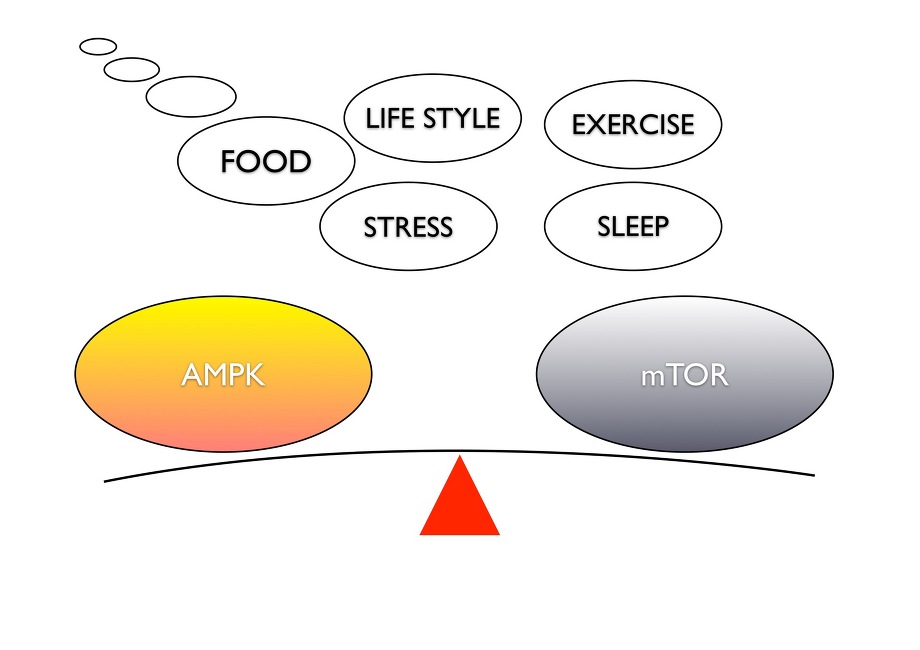 AMPKとmTORのバランスは食事やストレス、睡眠、運動などのライフスタイルで変わる