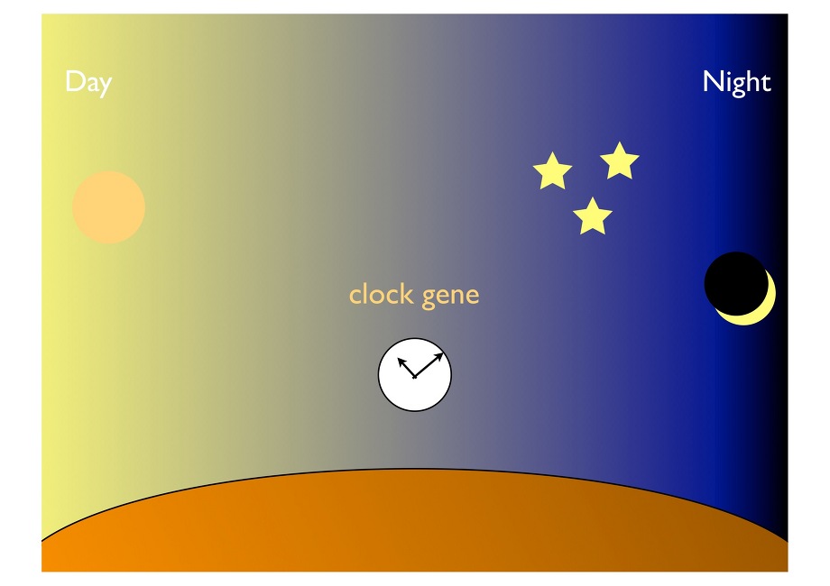 日中と夜のリズムは遺伝子にもあり、時計遺伝子と呼ぶ