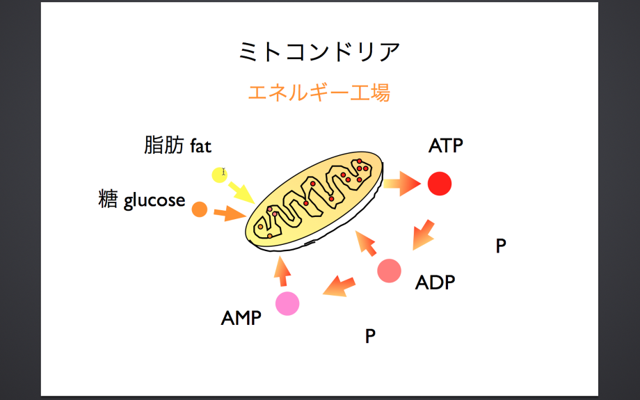 ミトコンドリアにおけるエネルギー産生