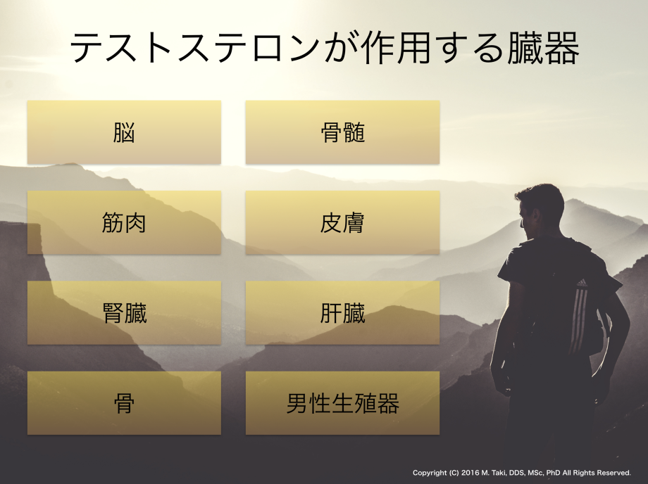 テストステロン(男性ホルモン)が作用する臓器には、脳、骨髄、筋肉、皮膚、腎臓、肝臓、骨、男性生殖器がある